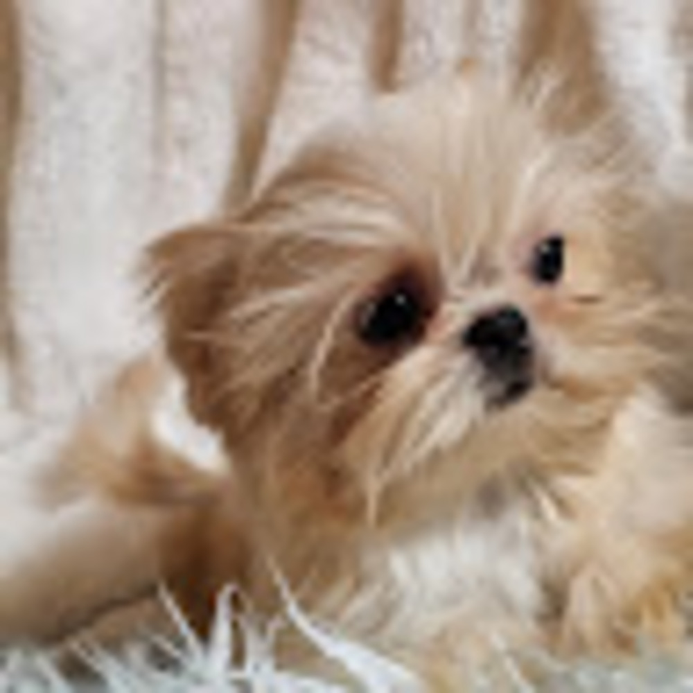 Meet your Posher, Shauna